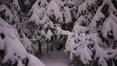 冬天的雪林。 俄罗斯森林中的大雪纷飞，霜冻和雪天。 详情和特写